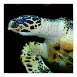 Leatherback Sea Turtle Poster Print