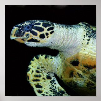 Leatherback Sea Turtle Posters | Zazzle