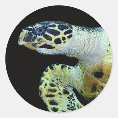 Leatherback Sea Turtle Stickers