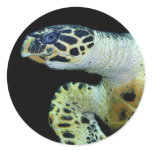 Leatherback Sea Turtle Stickers