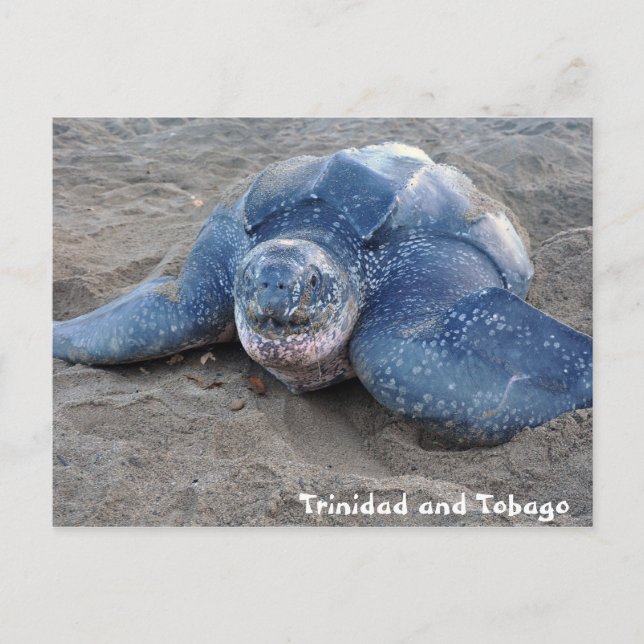 Leatherback Turtle in Trinidad and Tobago Postcard (Front)