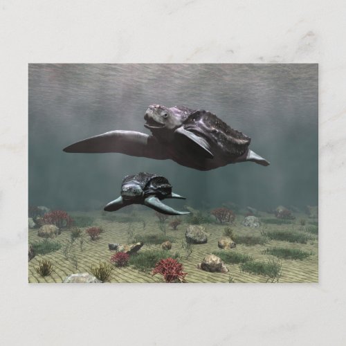 Leatherback turtle postcard