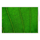 leaves (Front Horizontal)