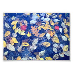 Leaves adrift photo print