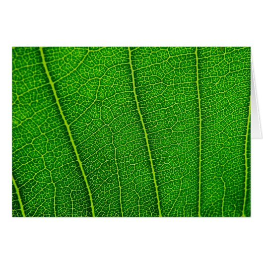 leaves cards (Front Horizontal)
