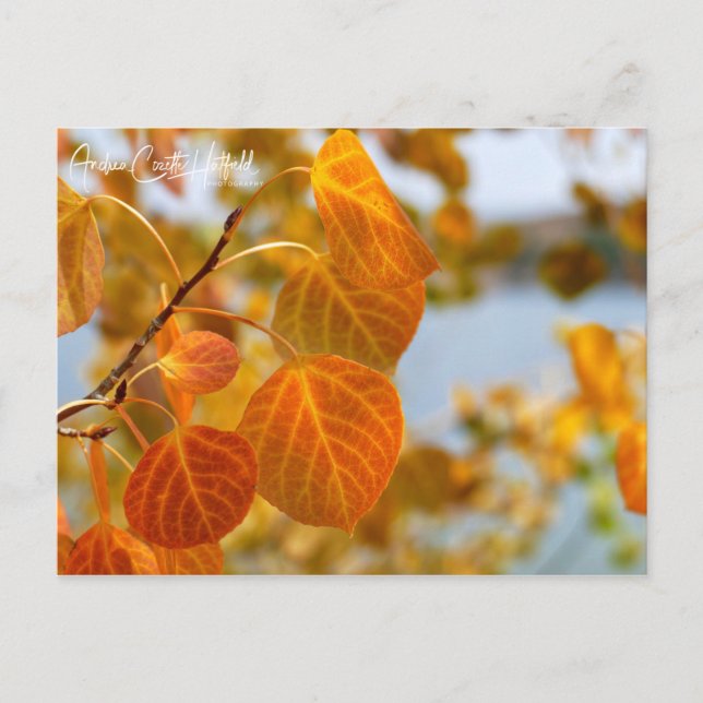 Leaves in Orange Postcard (Front)