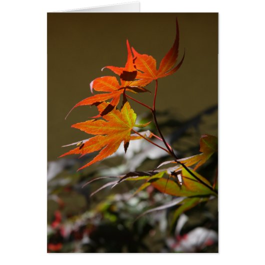 Leaves in Sunlight Cards (Front)