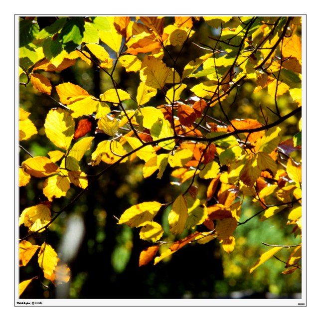 Leaves in the Fall Wall Decal (Front)