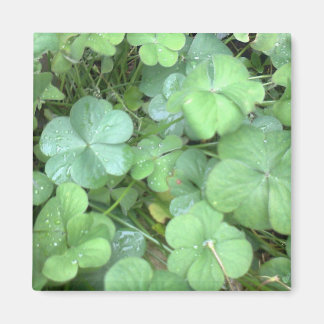 leaves in the rain magnet