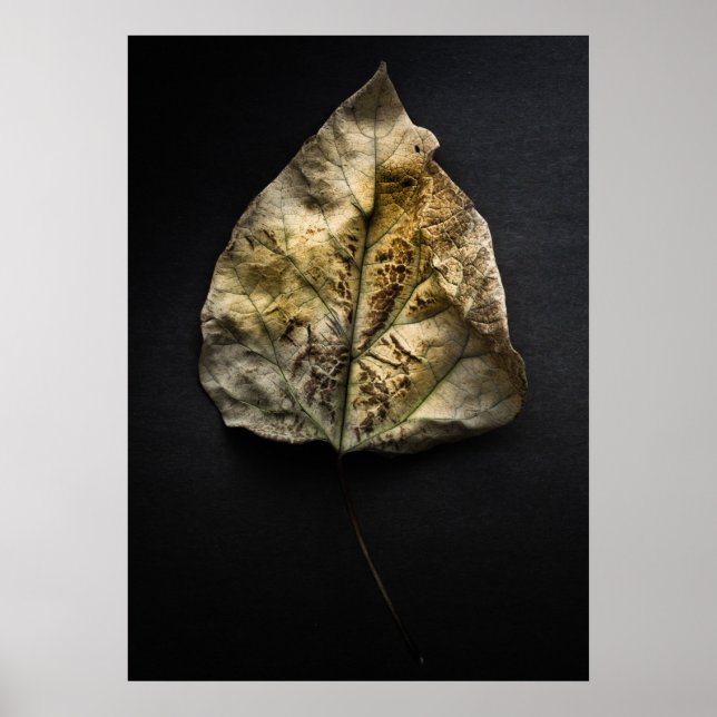 Leaves No 1 Color Version Poster (Front)