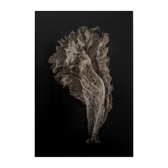 Leaves No 8 Color Version Acrylic Print (Front)