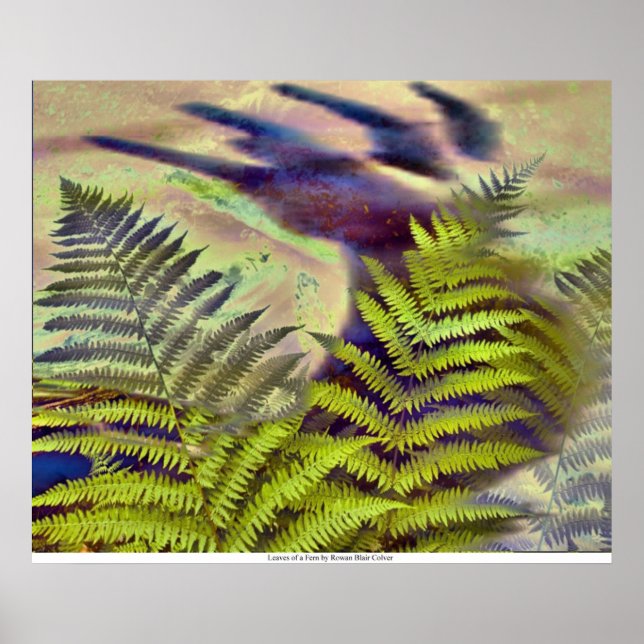 Leaves of a Fern by Rowan Blair Colver Poster (Front)