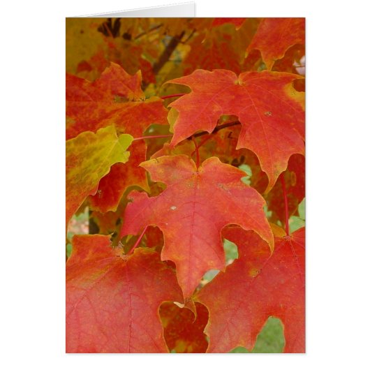 Leaves of Red Cards (Front)