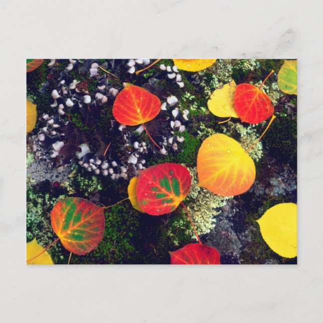 Leaves on a lichen covered rock, Rocky Mountains Postcard (Front)