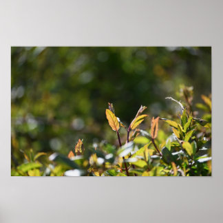 Leaves Photo Poster