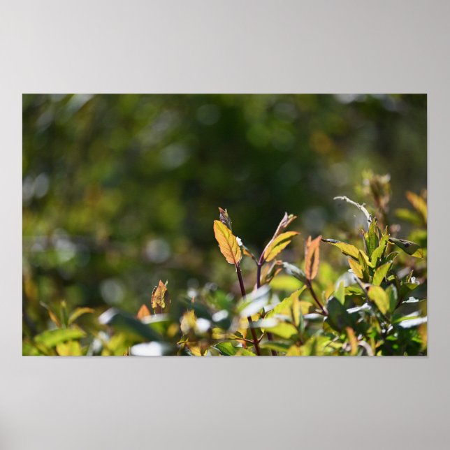 Leaves Photo Poster (Front)