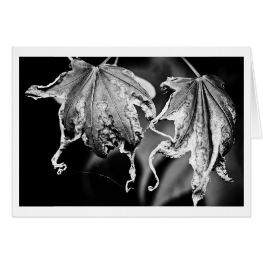 leaves play chicken cards (Front Horizontal)