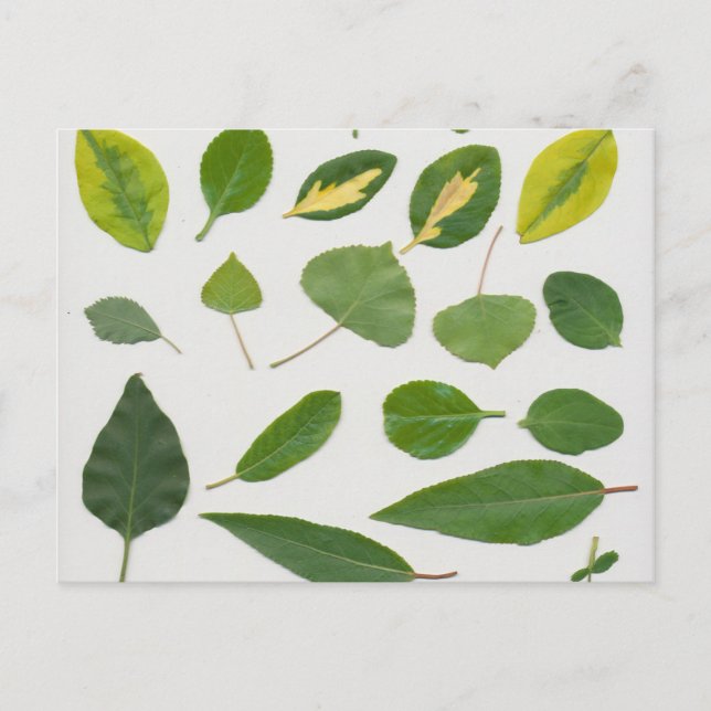 Leaves Postcard (Front)
