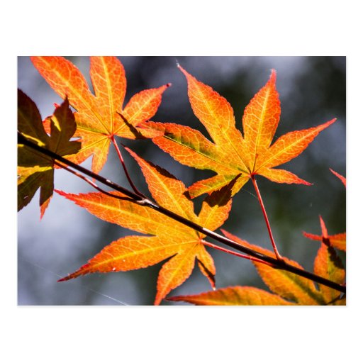 Leaves Postcard | Zazzle