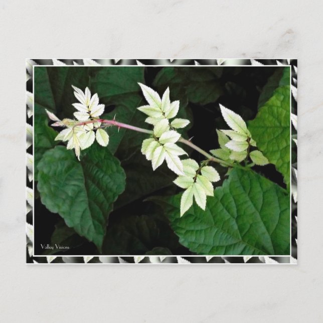 Leaves Postcard (Front)
