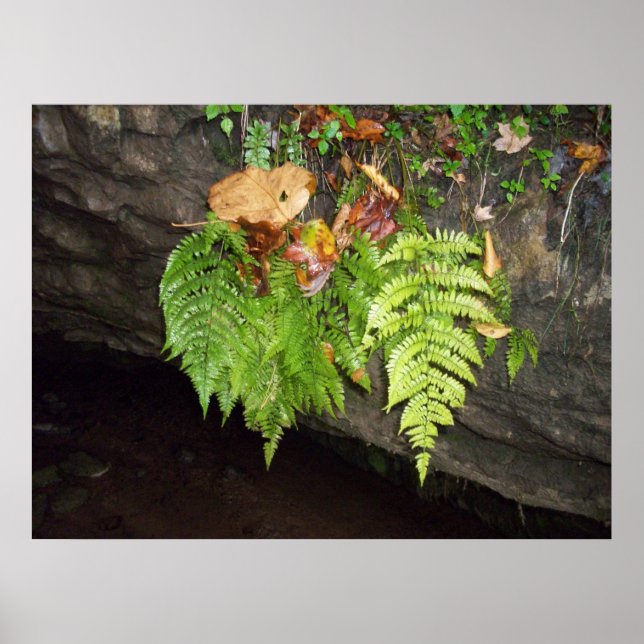 Leaves Poster (Front)