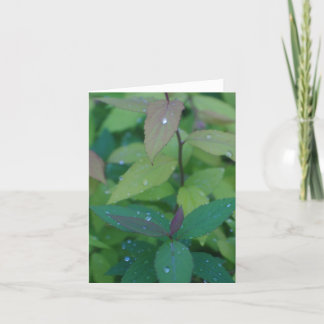 Leaves with Dew Card