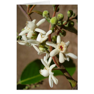 LECYTHIDACEAE: Cariniana legalis Cards
