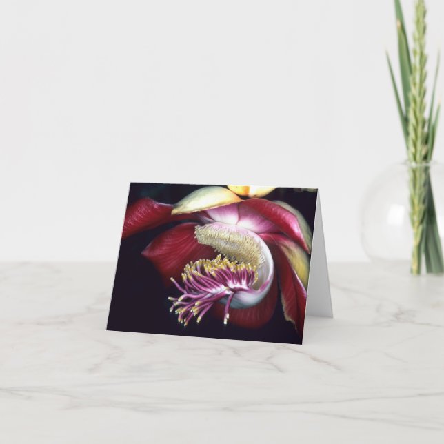 LECYTHIDACEAE: Couroupita guianensis Card (Front)