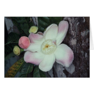 LECYTHIDACEAE: Gustavia augusta Cards