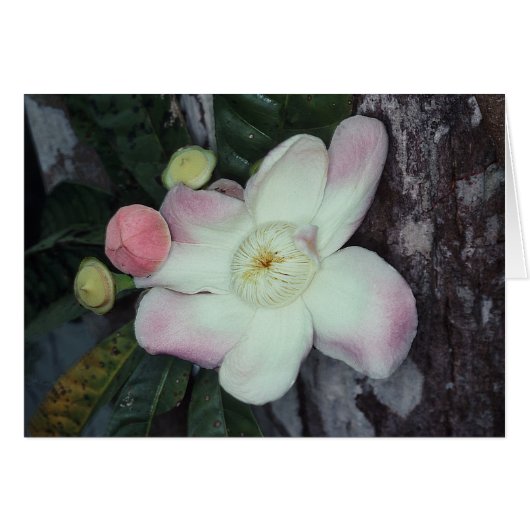 LECYTHIDACEAE: Gustavia augusta Cards (Front Horizontal)