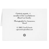 LECYTHIDACEAE: Gustavia augusta Cards (Back Horizontal)