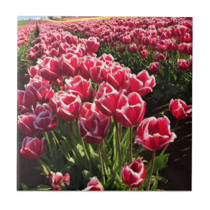 Leen Van Der Mark Tulips, Oregon Ceramic Tile