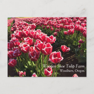 Leen Van Der Mark Tulips, Oregon Postcard