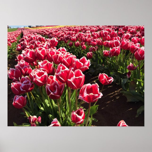 Leen Van Der Mark Tulips, Oregon Poster (Front)