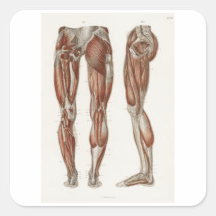 Leg Day Muscle Structures Square Sticker