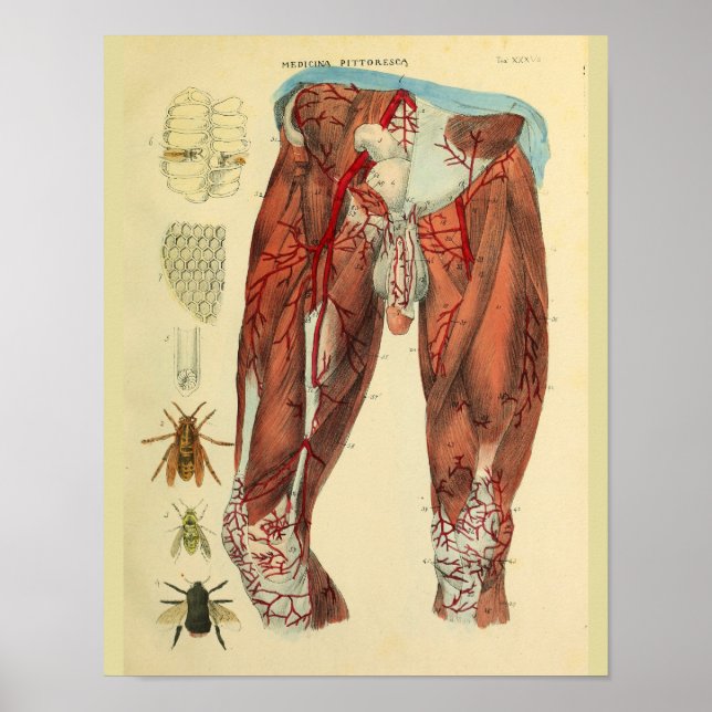 Leg Muscles Arteries Bees Anatomy Art Print (Front)