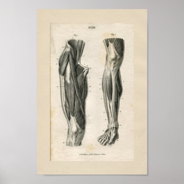 Leg Muscles Vintage Anatomy Print (Front)