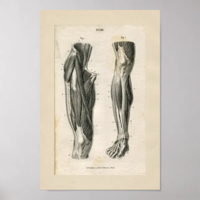 Leg Muscles Vintage Anatomy Print | Zazzle