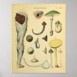 Leg Nerves Anatomy Vintage Medical Art Print