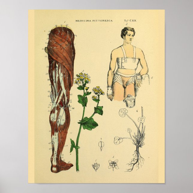 Leg Nerves Muscles Medical Anatomy Art Print (Front)