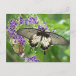 Legend of Butterflies Postcard
