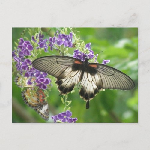 Legend of Butterflies Postcard