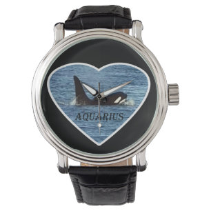 Legendary Orca Aquarius Scottish Killer Whale Watch