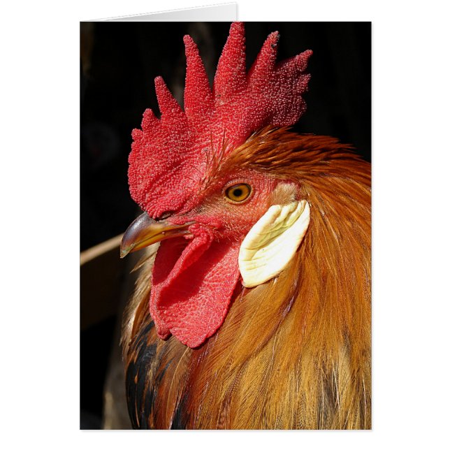 Leghorn Roo Cards (Front)