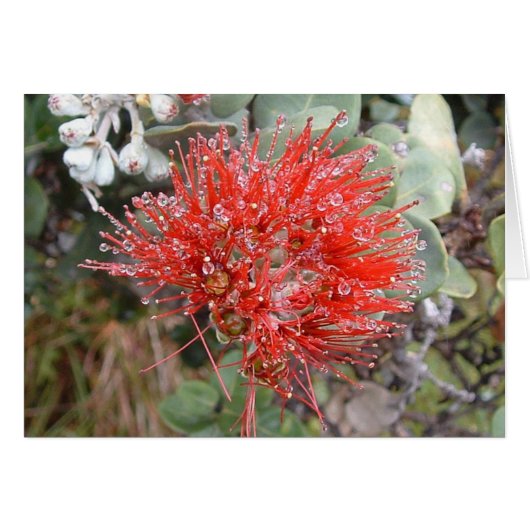 Lehua Blossom Cards (Front Horizontal)
