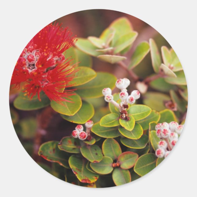 Lehua Blossoms In Hawaii Volcanoes Classic Round Sticker (Front)