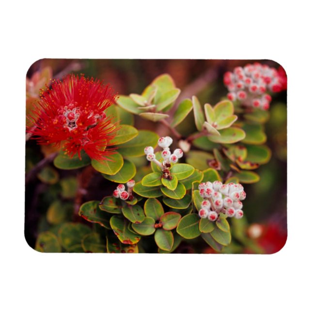 Lehua Blossoms In Hawaii Volcanoes Magnet (Horizontal)
