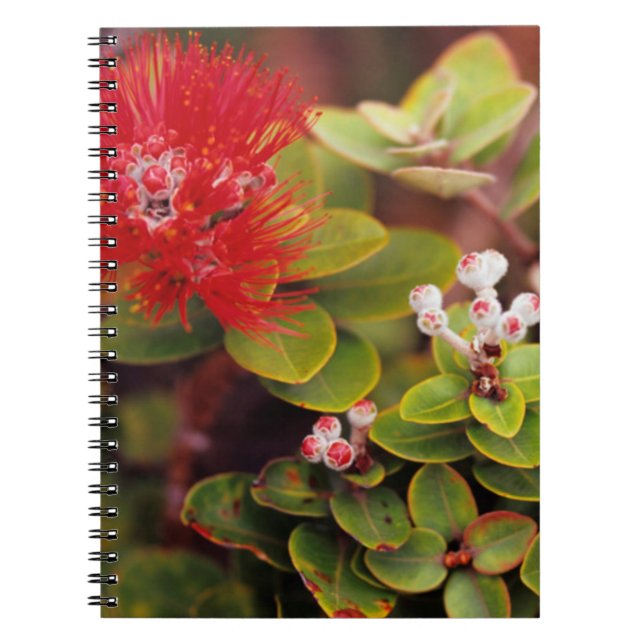 Lehua Blossoms In Hawaii Volcanoes Notebook (Front)