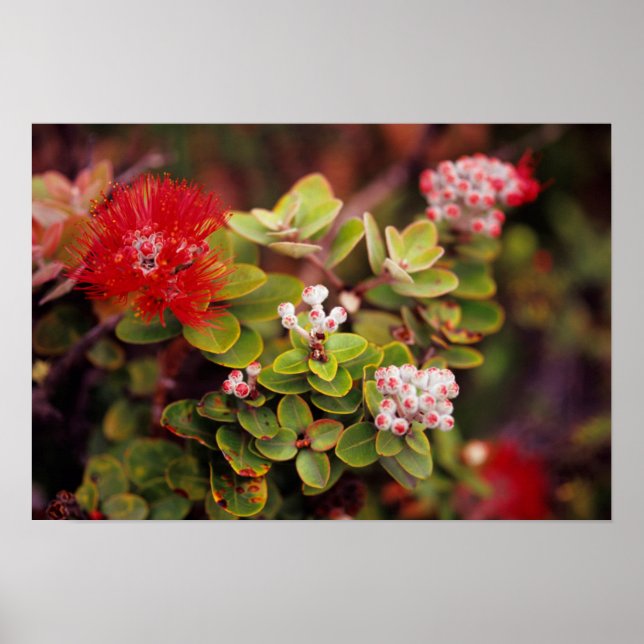 Lehua Blossoms In Hawaii Volcanoes Poster (Front)