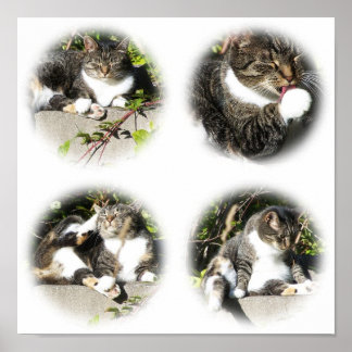 Leisure Time Of A Cat Collage Print
